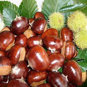 Tüplü Yüksek Rakımlar İçin İdeal Kemer Kestane Fidanı