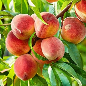 Tüplü Yarı Bodur Erkenci Kardelen Şeftali Fidanı