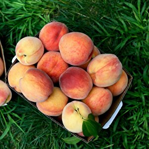 Tüplü Yarı Bodur Erkenci Kardelen Şeftali Fidanı