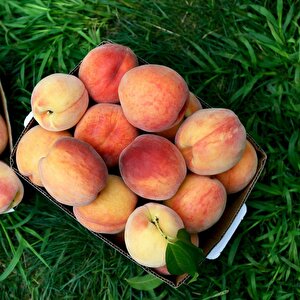 Tüplü Yarı Bodur Erkenci Kardelen Şeftali Fidanı