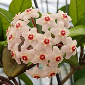 Herdem Yeşil Bakımı Koay Yoğun Kokulu Wrinkled Hoya Carnosa Mum Çiçeği