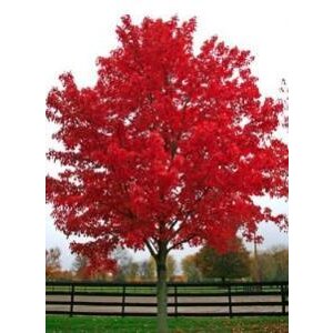 Kırmızı Renkli Akça Ağaç Fidanı (acer Buergerianum)