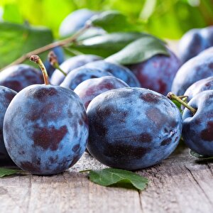 Tüplü Yarı Bodur Prizantin Erik Fidanı