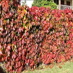 Tüplü Amerikan Sarmaşığı Fidanı (150-200 Cm) 10 Adet