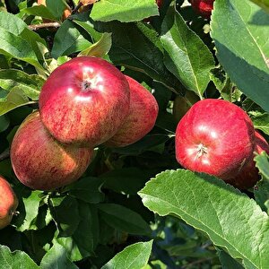 Tüplü Yazlık Summer Red  Elma Fidanı