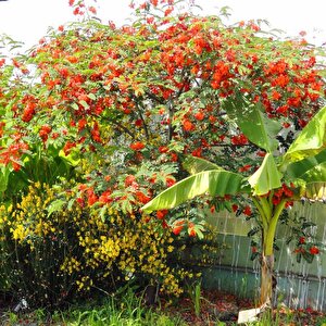 Tüplü Turuncu Çiçekleri Olan Scarlet Wisteria Sesbania Ağacı Fidanı