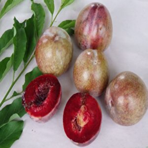 Tüplü Yarı Bodur Red Heart Erik Fidanı