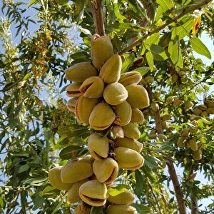 Tüplü Elle Kırılan Kaliforniya Yarı Bodur Carmel Badem Fidanı