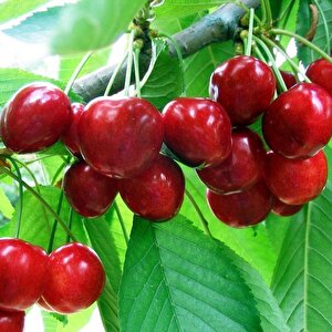 Tüplü Yarı Bodur Lambert Kiraz Fidanı