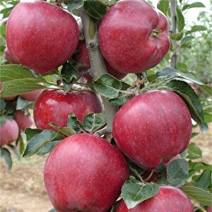 Tüplü Red Chief  Elma Fidanı