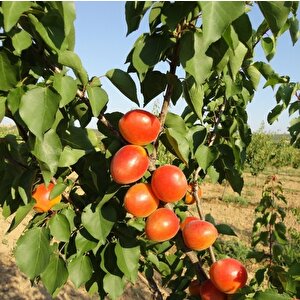 Tüplü Çok İri Meyveli Aldeniz Perfect Red Kayısı Fidanı