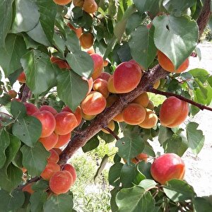 Tüplü Çok İri Meyveli Aldeniz Perfect Red Kayısı Fidanı