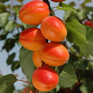 Tüplü Çok İri Meyveli Aldeniz Perfect Red Kayısı Fidanı