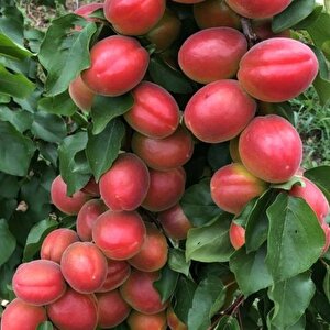 Tüplü Çok İri Meyveli Aldeniz Perfect Red Kayısı Fidanı
