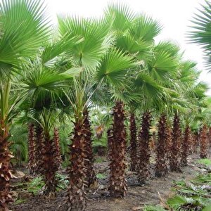 Tüplü Washingtonia Robusto Palmiye Ağacı Fidanı (30-50 Cm)