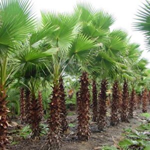 Tüplü Washingtonia Robusto Palmiye Ağacı Fidanı (30-50 Cm)