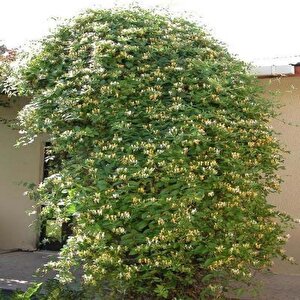 Tüplü Kokulu Lonicera Caprifolium Hanım Eli Fidanı (40-60 Cm)
