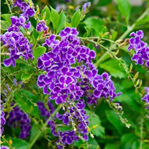 Özel Çeşit Duranta Erecta Ağaç Menekşesi Fidanı (50-60 Cm)