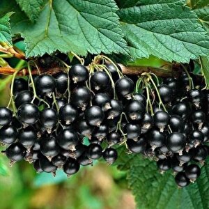 Seneye Meyve Verir Durumda Tüplü Ribes Nigrum Siyah Meyveli Frenk Üzümü Fidanı