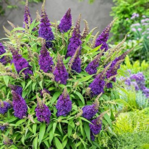 Nadir Tür Little Purple Koyu Pembe Kelebek Çalısı Fidanı