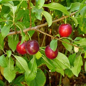 Tüplü Cherry Plum Nadir Mini Meyveli Kiraz Eriği Fidanı
