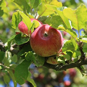 Tüplü Yarıbodur Yazlık Summer Red Elma Fidanı
