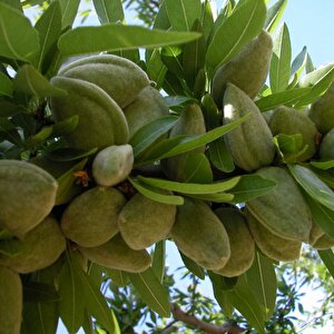 Tüplü Kendine Verimli Laurenne Badem Fidanı (10 Adet)