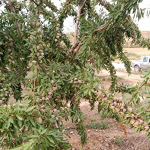 Tüplü Kendine Verimli Laurenne Badem Fidanı (10 Adet)