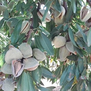 Tüplü Kendine Verimli Laurenne Badem Fidanı (10 Adet)