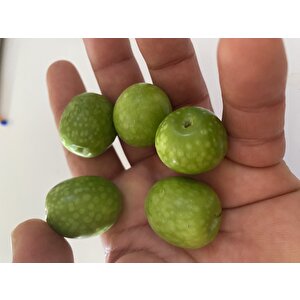 Tüplü Nadir Bulunan İri Meyveli Çil Topak Zeytin Fidanı (10-15 Cm)