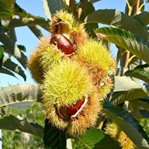 Tüplü  Çok İri Meyveli Fransız Bouche De Betizac Kestane Fidanı