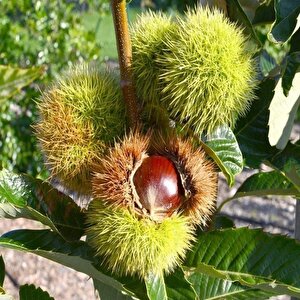 Tüplü  Çok İri Meyveli Fransız Bouche De Betizac Kestane Fidanı