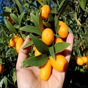 Saksıda Meyve Verme Durumunda Kamkat(kumkat-kumkuat) Fidanı Yaş 5