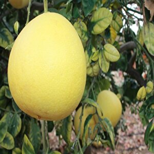 Tüplü Şadok Fidanı Meyve Verme Durumunda Üzeri Çiçekli