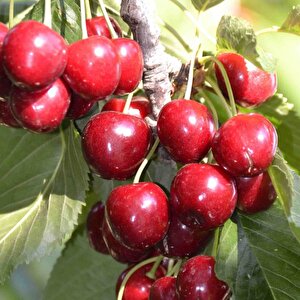Tüplü Yarı Bodur Lorry Bloom Kiraz Fidanı