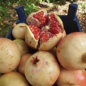 Tüplü Çok İri Meyveli Keben Narı(silifke Aşısı) Fidanı (seneye Meyve Verir Durumda)