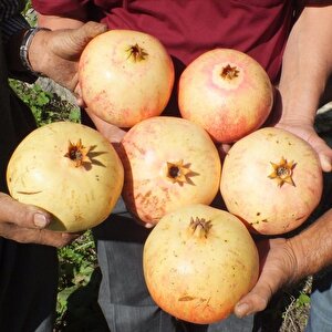 Tüplü Çok İri Meyveli Keben Narı(silifke Aşısı) Fidanı (seneye Meyve Verir Durumda)