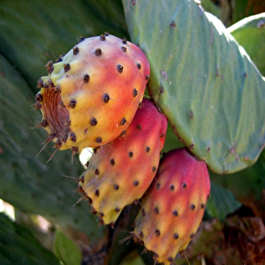 Nadir Frenk İnciri Dikensiz(çok Az Dikenli)  İncir Fidanı Seneye Meyve Verir Durumda