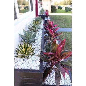 Beyaz Dolomit Taş 2 Kg 2-4 Cm Dere Çakıl Taşı Bahçe Süs Taşı Saksı Teraryum Taşı Akvaryum Taşı
