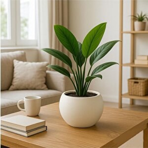 So-kurs1 Dekoratif Modern Yuvarlak Küre Saksı 7.5 Litre No 1 Beyaz