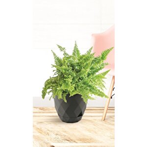 Omnipazar Krs-451 Yakamoz Tabaklı Plastik Saksı Takımı 0.65 Litre No 1