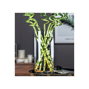 Silindir Cam Vazo Dekoratif El İmalati Orta 29x14 Cm