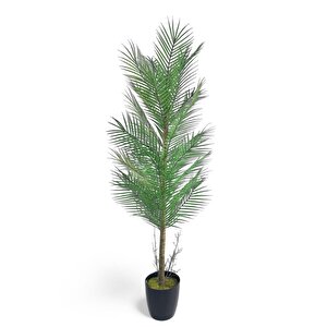 Yapay Ağaç Palmiye 155*50cm 30yaprak Areka Ağacı Siyah Saksıda Tek Gövdeli