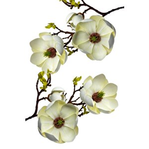 Yapay Çiçek Krem Eva Manolya 2 Çiçek 1 Tomurcuk Uzun Dal Çiçek Flowers 55cm Gerçeksi Doku