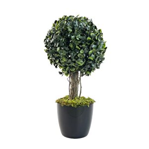Yapay Ağaç Şimşir Top Tek Toplu 18x35cm Siyah Saksılı
