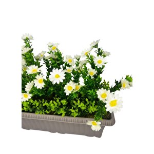 Yapay Çiçek Papatya Mokka Küpeşte Askılı Saksıda Balkon Çiçeği