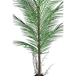 Yapay Ağaç Palmiye 135*50cm 20yaprak Areka Ağacı Siyah Saksıda Tek Gövdeli