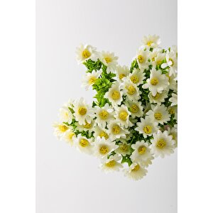 Yapay Papatya Demeti 35 Cm 5 Dal