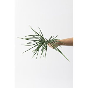 Yapay Saz Demeti Açık Yeşil 50 Cm 7 Dal(uv)