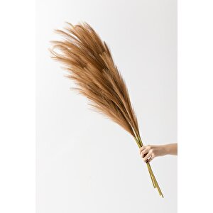 Yapay Pampas 100 Cm Tek Dal Kahverengi 5'li